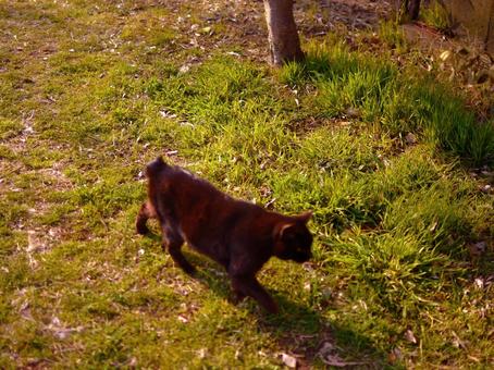草むらを歩く黒猫の横顔 草むらを歩く黒猫の横顔 黒猫,草むら,散歩の写真素材