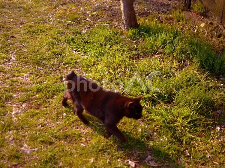 草むらを歩く黒猫の横顔 黒猫,草むら,散歩の写真素材
