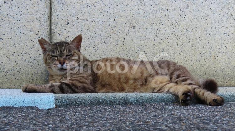 日陰で涼んでいる夏バテ中のもふもふな猫様 猫,キジトラ,寝そべるの写真素材
