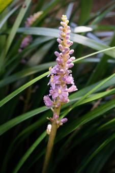 ヤブランの写真