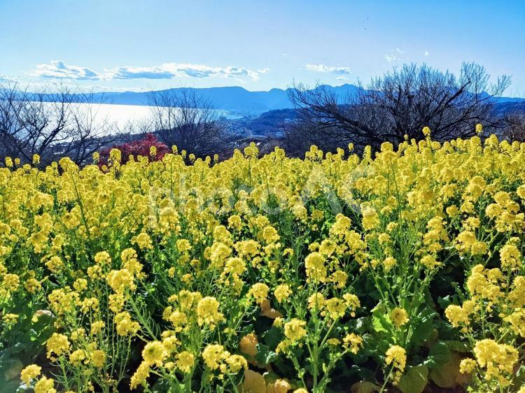 菜の花畑と海 菜の花,畑,花の写真素材