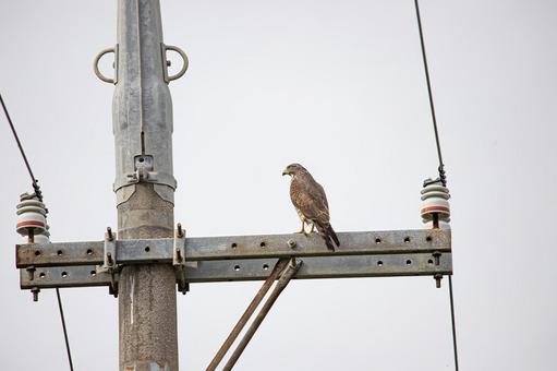 Photo, grey-faced buzzard, difference, thorn feather, 