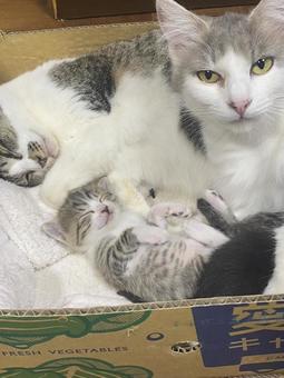 Cat parent and child, JPG