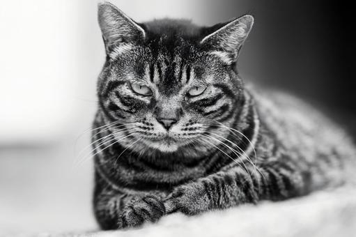 猫8 猫8の写真