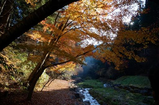 森林の紅葉と川のせせらぎ 森林の紅葉と川のせせらぎ 秋,夕日,赤の写真素材
