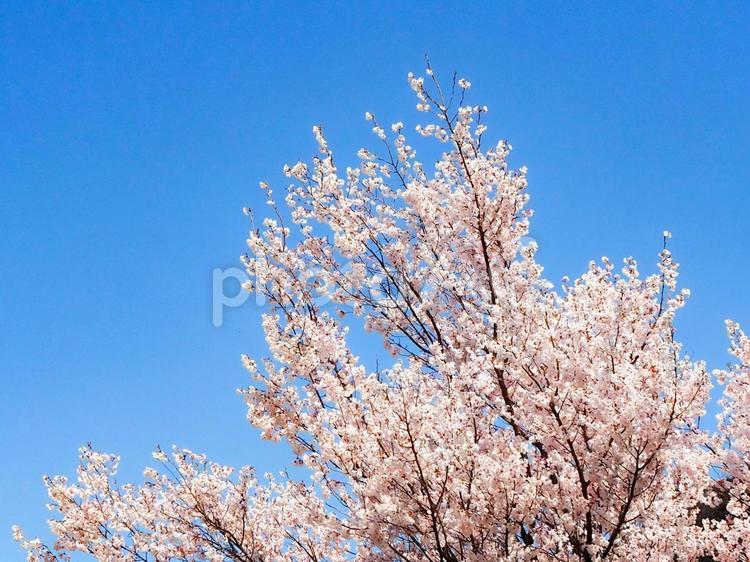 満開の桜と青空 桜,満開,青空の写真素材