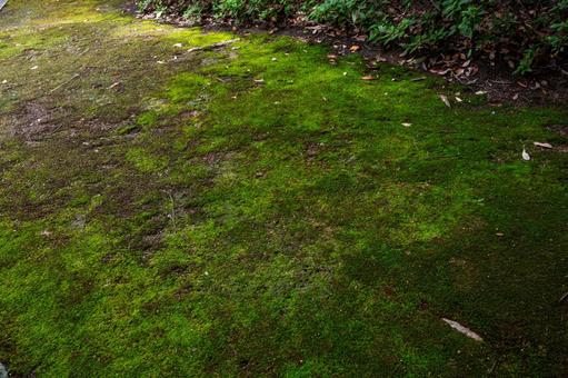 苔むす地面 苔むす地面の写真