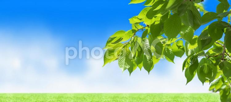 新緑と下段に芝生がある青空の横長背景 初夏,新緑,夏の写真素材