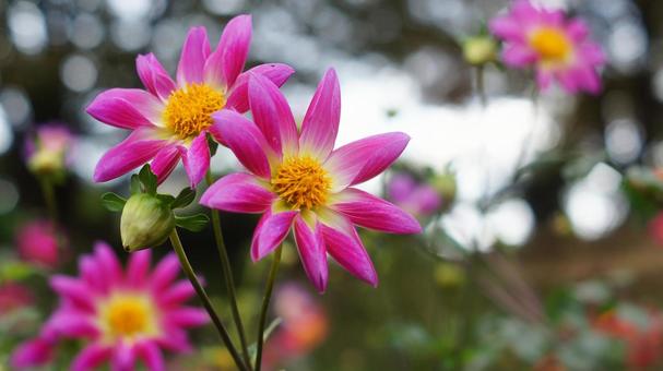 秋のダリア園-900 ダリア,ピンク,ショッキングピンクの写真素材