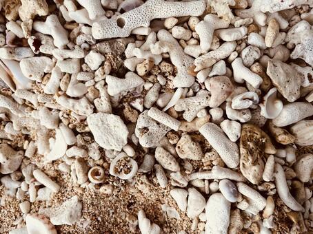 珊瑚の砂浜 沖縄,珊瑚,サンゴの写真素材