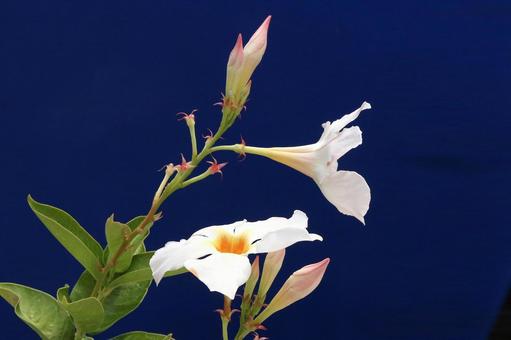 サンパラレルの花 サンパラレルの花 植物,花,花びらの写真素材