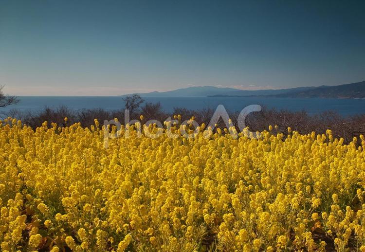 相模湾望む菜の花 花,植物,フラワーの写真素材