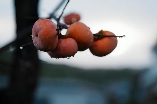 柿 柿,カキ,秋の写真素材