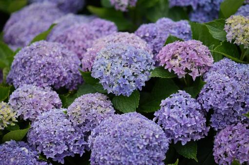 Hydrangea (Yumi Passion), JPG