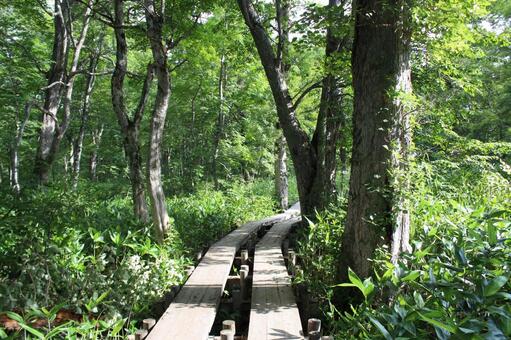木陰の道 尾瀬,湿原,木道の写真素材