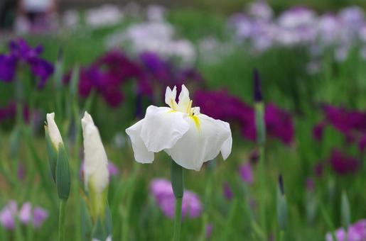 季節の花454 季節の花454の写真