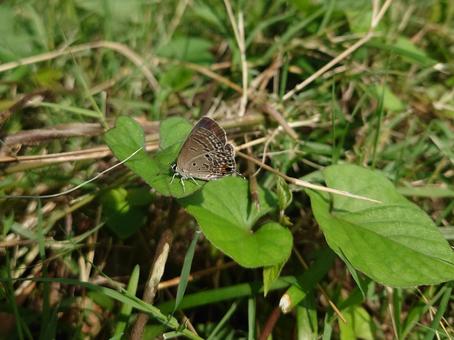 クロマダラソテツシジミ クロマダラソテツシジミ,昆虫,虫の写真素材