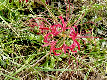 赤い彼岸花 彼岸花,自然,赤の写真素材