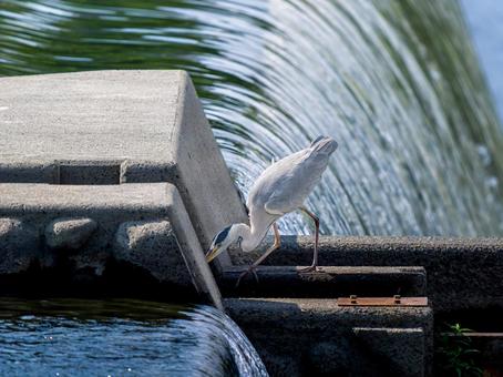 水辺のアオサギ 水辺のアオサギの写真