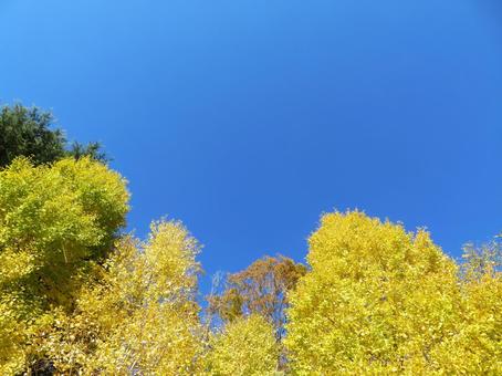秋晴れの空と黄葉 秋晴れの空と黄葉 黄葉,秋晴れ,快晴の写真素材