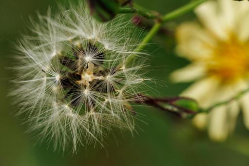 風で飛び立つ野草の綿毛のついた種の写真