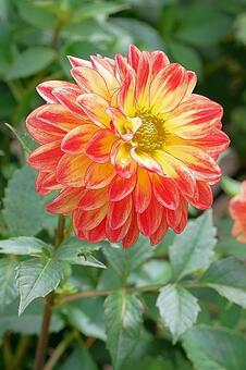 宝塚ダリア園　秋　ダリア781　春万里 宝塚市,宝塚ダリア園,ダリアの写真素材