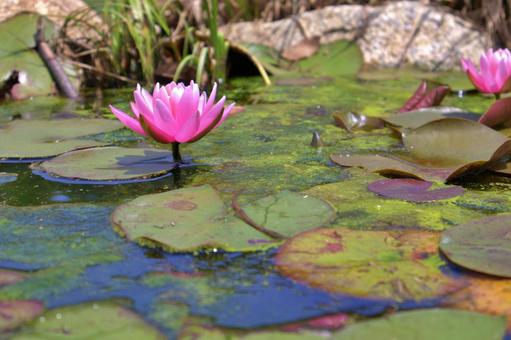 Lotus flower blooming in a pond, the national flower of India, JPG Lotus flower blooming in a pond, the national flower of India, JPG