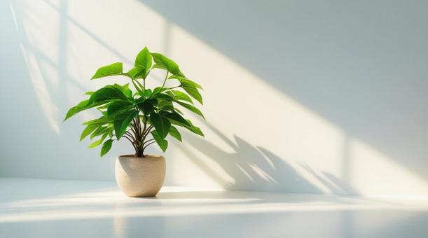 白い背景と観葉植物の葉の写真