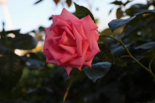 鮮やかな色の薔薇を撮影した写真です 鮮やかな色の薔薇を撮影した写真です 花,薔薇,自然の写真素材
