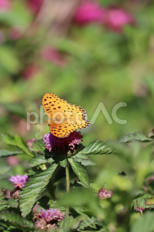 ツマグロヒョウモン ツマグロヒョウモン,蝶,昆虫の写真素材