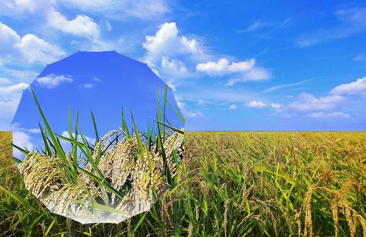 秋の風景/稲穂・クローズアップ 秋の風景/稲穂・クローズアップ 稲穂,稲,稲作の写真素材