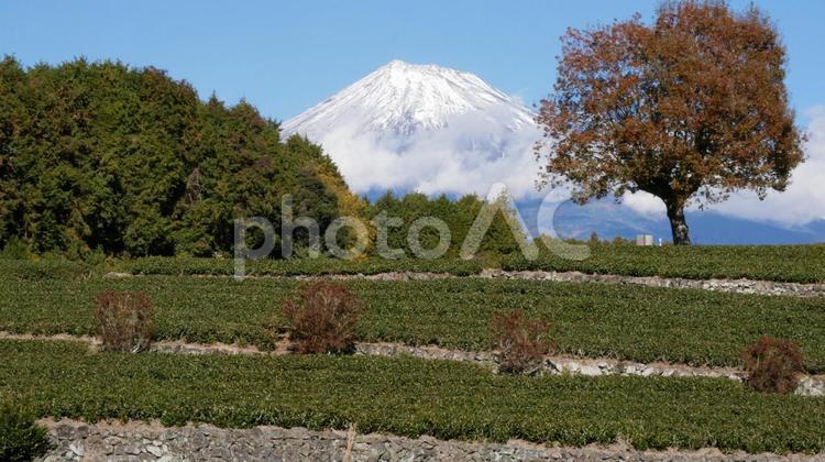 富士山とお茶畑　富士市大渕笹場より2 富士山,世界遺産,富士の山の写真素材
