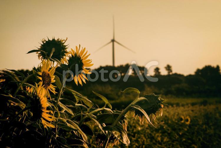 ＜五島の風景＞夕焼けのひまわり畑の景色 ひまわり,夏,花の写真素材