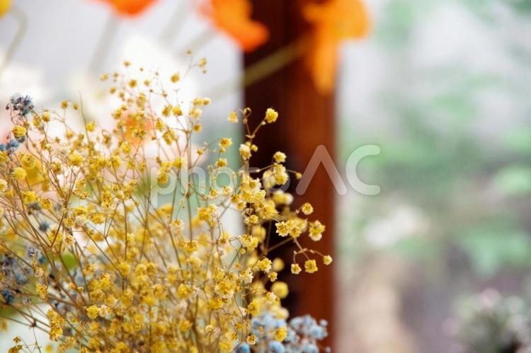 ドライフラワー　かすみ草 ドライフラワー,カスミソウ,かすみ草の写真素材