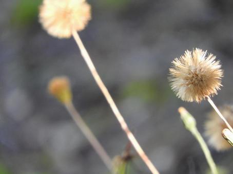 秋のたんぽぽの写真