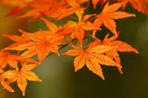 Burning autumn, JPG Burning autumn, autumn leaves, yellow leaves, red, JPG