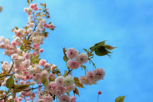 八重桜 八重桜の写真