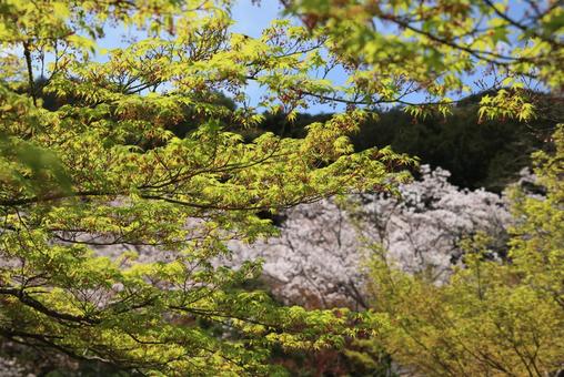 青もみじと桜の写真