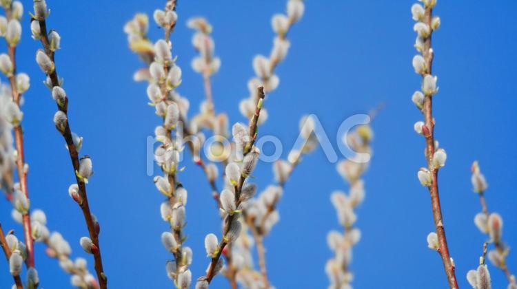 青空の下で幻想的に揺れるネコヤナギ ネコヤナギ,花,白の写真素材