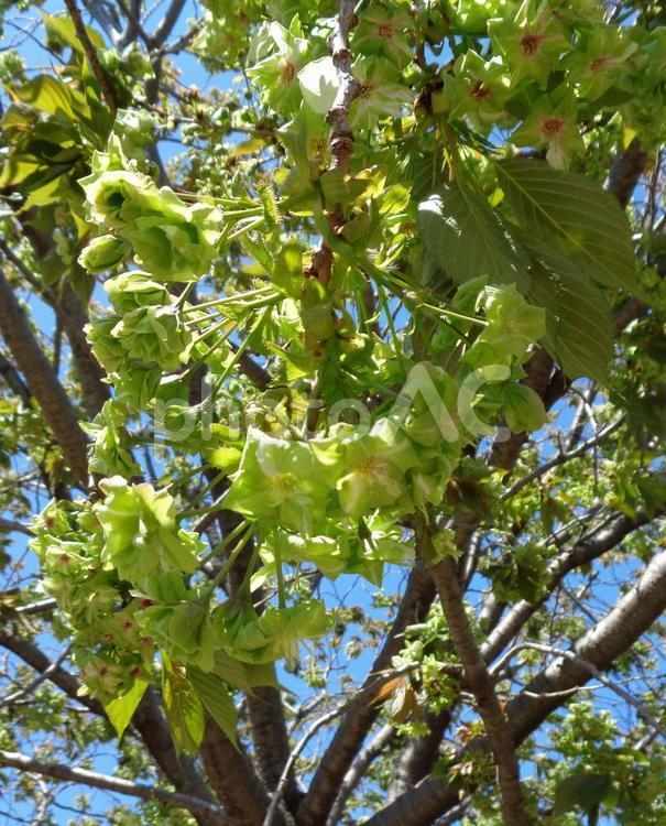 御衣黄桜2 御衣黄桜,ギョイコウザクラ,八重咲の写真素材