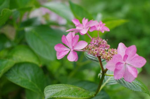 Bright pink hydrangea, JPG