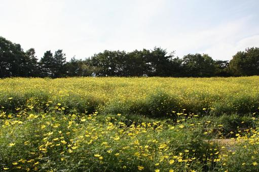 黄色いコスモス 黄色いコスモス 花,自然,コスモスの写真素材