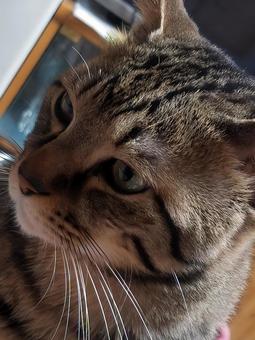 Handsome gaze, JPG