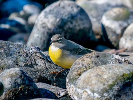 水辺のキセキレイの写真