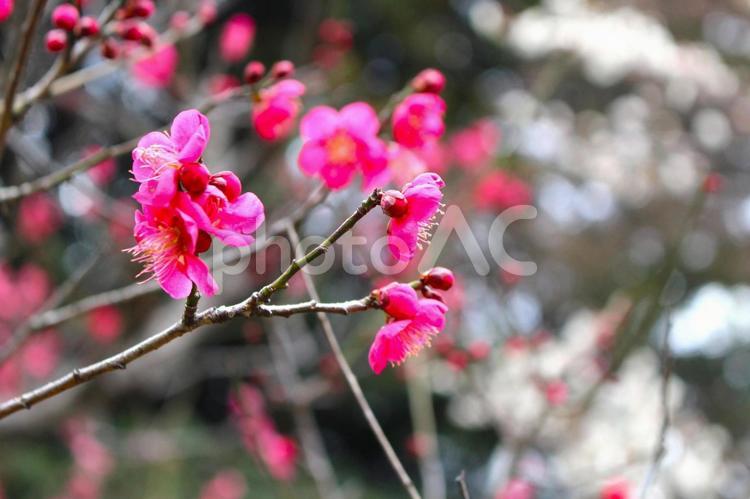 小石川後楽園の梅 梅,梅の花,植物の写真素材