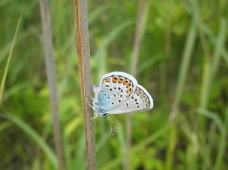 シジミチョウ01 シジミチョウ,ツバメシジミ,小灰蝶の写真素材