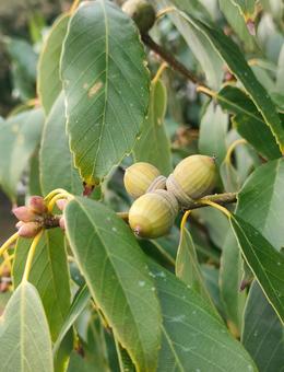 アラカシ アラカシ,どんぐり,木の実の写真素材
