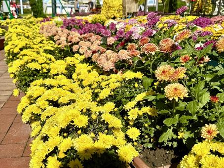 武生中央公園 たけふ菊人形祭りの一幕 武生中央公園 たけふ菊人形祭りの一幕 マリーゴールド,フラワーアレンジメント,武生中央公園の写真素材