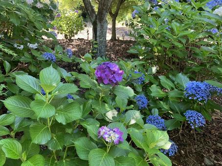 あじさい あじさいの写真