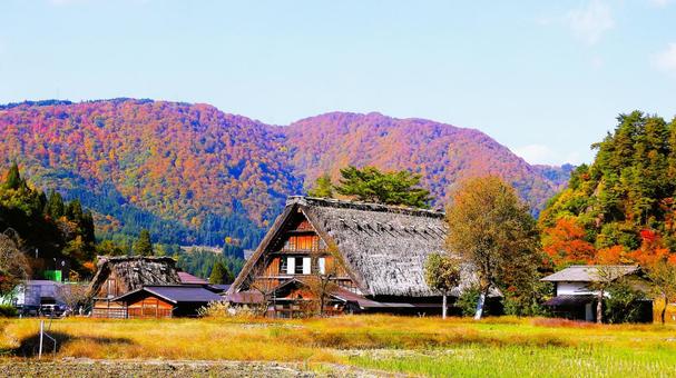 秋色に染まる世界遺産 白川郷合掌作り 合掌造り,白川郷,世界遺産の写真素材